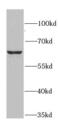 RANGAP1 antibody, FNab07106, FineTest, Western Blot image 