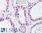 Protein Wnt-4 antibody, LS-A9622, Lifespan Biosciences, Immunohistochemistry paraffin image 