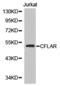CASP8 And FADD Like Apoptosis Regulator antibody, TA327380, Origene, Western Blot image 