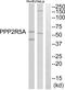 Protein Phosphatase 2 Regulatory Subunit B'Alpha antibody, abx014865, Abbexa, Western Blot image 