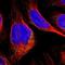 EMAP Like 2 antibody, NBP1-84861, Novus Biologicals, Immunofluorescence image 