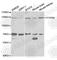 Protein Tyrosine Phosphatase Receptor Type A antibody, A1976, ABclonal Technology, Western Blot image 