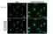 ATF4 antibody, NBP2-15499, Novus Biologicals, Immunofluorescence image 