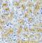 DEAD-Box Helicase 20 antibody, FNab02298, FineTest, Immunohistochemistry frozen image 