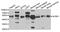 Klrk1 protein antibody, MBS2538233, MyBioSource, Western Blot image 