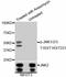 Mitogen-Activated Protein Kinase 8 antibody, STJ113512, St John