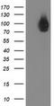 STAT5A antibody, CF502739, Origene, Western Blot image 