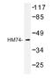 Hydroxycarboxylic acid receptor 3 antibody, AP01206PU-N, Origene, Western Blot image 