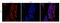 Platelet And Endothelial Cell Adhesion Molecule 1 antibody, orb221348, Biorbyt, Immunofluorescence image 