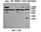 Sp4 Transcription Factor antibody, orb77348, Biorbyt, Western Blot image 