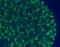 Calbindin 1 antibody, NBP2-50028, Novus Biologicals, Immunofluorescence image 