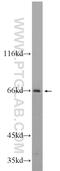Ecotropic Viral Integration Site 2B antibody, 24891-1-AP, Proteintech Group, Western Blot image 