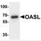 2'-5'-Oligoadenylate Synthetase Like antibody, MBS153716, MyBioSource, Western Blot image 
