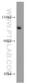 BRCA1 Associated Protein 1 antibody, 10398-1-AP, Proteintech Group, Western Blot image 