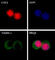 BAF Chromatin Remodeling Complex Subunit BCL11B antibody, 650602, BioLegend, Immunofluorescence image 