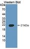 Phospholipid scramblase 3 antibody, LS-C663430, Lifespan Biosciences, Western Blot image 