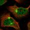 Zinc Finger Protein 619 antibody, HPA045094, Atlas Antibodies, Immunofluorescence image 