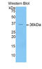 C-X-C Motif Chemokine Ligand 5 antibody, LS-C297439, Lifespan Biosciences, Western Blot image 