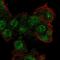 Zinc Finger With KRAB And SCAN Domains 2 antibody, HPA049141, Atlas Antibodies, Immunofluorescence image 