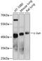 Jun Proto-Oncogene, AP-1 Transcription Factor Subunit antibody, 14-004, ProSci, Western Blot image 
