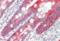 Keratin 18 antibody, orb375534, Biorbyt, Immunohistochemistry paraffin image 