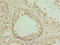 Down syndrome critical region protein 9 antibody, orb23657, Biorbyt, Immunohistochemistry paraffin image 