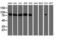 Calpain 2 antibody, NBP2-01814, Novus Biologicals, Western Blot image 