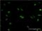 Ribonuclease H2 subunit C antibody, H00084153-M02, Novus Biologicals, Immunofluorescence image 
