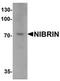 Androgen Induced 1 antibody, orb75775, Biorbyt, Western Blot image 