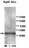 Homeobox protein Hox-A1 antibody, orb77072, Biorbyt, Western Blot image 