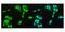 DEAD-Box Helicase 1 antibody, A03727-1, Boster Biological Technology, Immunofluorescence image 