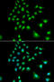 Ubiquitin Protein Ligase E3C antibody, 22-225, ProSci, Immunofluorescence image 