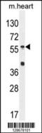 Sp8 Transcription Factor antibody, 55-431, ProSci, Western Blot image 