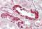 Polo Like Kinase 3 antibody, MBS248481, MyBioSource, Immunohistochemistry frozen image 