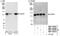 Centrosomal protein of 97 kDa antibody, NBP1-06509, Novus Biologicals, Western Blot image 