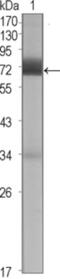 Cerberus antibody, abx015814, Abbexa, Enzyme Linked Immunosorbent Assay image 