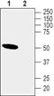 Cholinergic Receptor Nicotinic Alpha 10 Subunit antibody, PA5-77506, Invitrogen Antibodies, Western Blot image 