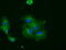 Ring Finger Protein 144B antibody, TA500704, Origene, Immunofluorescence image 