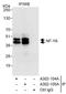 Nuclear transcription factor Y subunit alpha antibody, A302-105A, Bethyl Labs, Immunoprecipitation image 