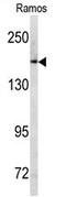 Mrp antibody, AP17070PU-N, Origene, Western Blot image 