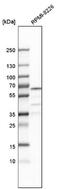 Chromodomain Y-like protein antibody, NBP2-34011, Novus Biologicals, Western Blot image 