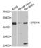 Speedy/RINGO Cell Cycle Regulator Family Member A antibody, orb48547, Biorbyt, Western Blot image 
