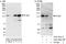 Extended Synaptotagmin 1 antibody, A303-362A, Bethyl Labs, Western Blot image 