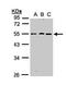 RGM domain family member B antibody, orb73749, Biorbyt, Western Blot image 