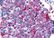 Frizzled Class Receptor 8 antibody, orb85167, Biorbyt, Immunohistochemistry paraffin image 