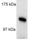 KIF5A antibody, ab5628, Abcam, Western Blot image 