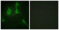 Collagen alpha-3(IX) chain antibody, abx013957, Abbexa, Western Blot image 
