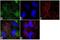 14-3-3 protein zeta/delta antibody, 702477, Invitrogen Antibodies, Immunofluorescence image 