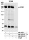 WNK1 antibody, A301-515A, Bethyl Labs, Immunoprecipitation image 