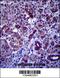 Protein Phosphatase 1 Regulatory Subunit 3F antibody, 57-195, ProSci, Immunohistochemistry frozen image 